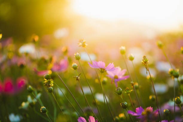 istock Cosmos flowers beautiful 1305416754