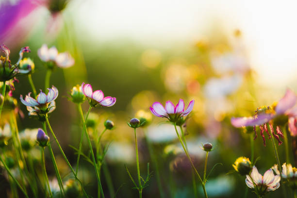 istock Cosmos flowers beautiful 1305416756