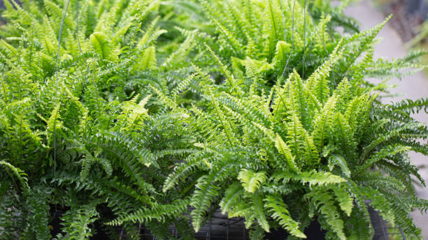 istock Fern in garden 1305416806
