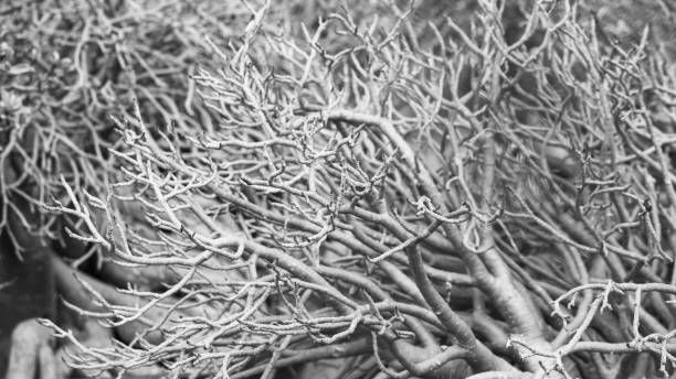 istock Black and white dry plumeria tree 1305416811