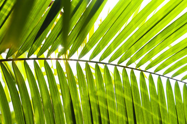 istock Green rattan leaves background in nature 1305419062