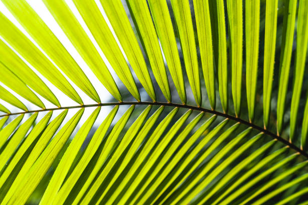 istock Green rattan leaves background in nature 1305419070