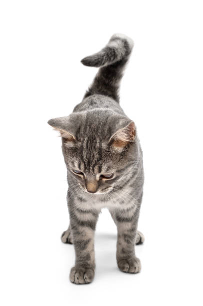 istock Beautiful gray cat isolated on white background. 1305420290