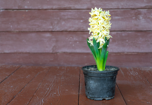 Hyacinth flower in a pot