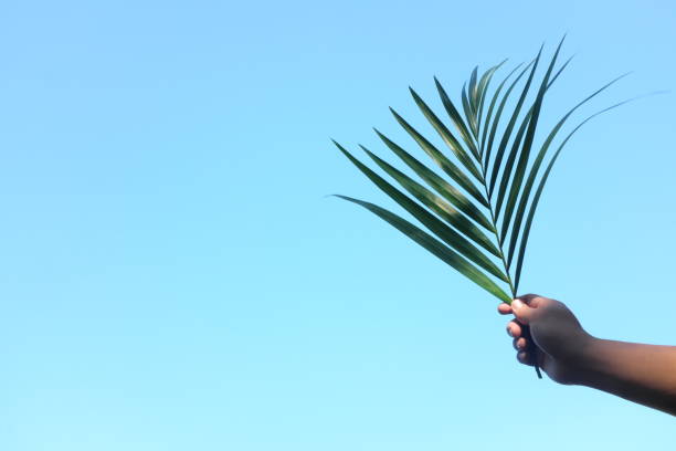 istock Silhouette of hand holding palm leaf on bright sky blue background with copy space. Palm Sunday celebration. 1305420498