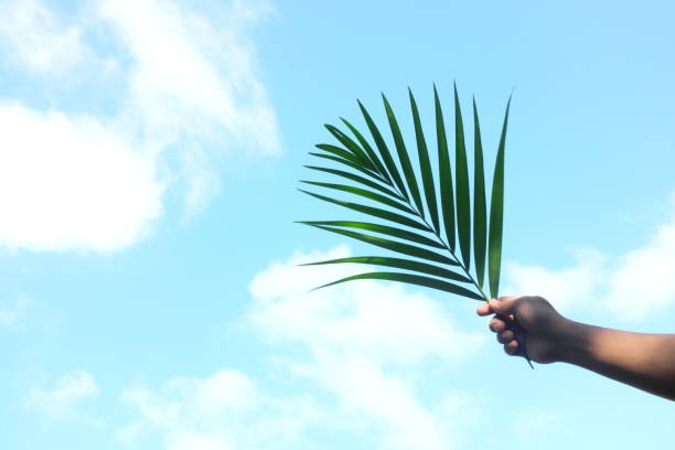 Silhouette of hand holding palm leaf on bright sky blue background with copy space. Palm Sunday celebration.