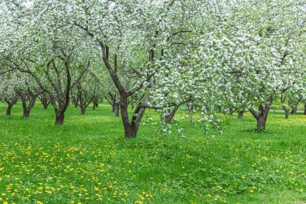 istock row of blooming apple trees in spring garden 1305422318