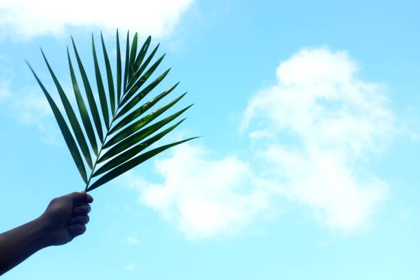 istock Silhouette of hand holding palm leaf on bright sky blue background with copy space. Palm Sunday celebration. 1305423016