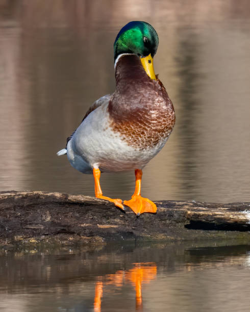 istock Mallard Duck in Huntley Meadows park in Virginia 1305423938