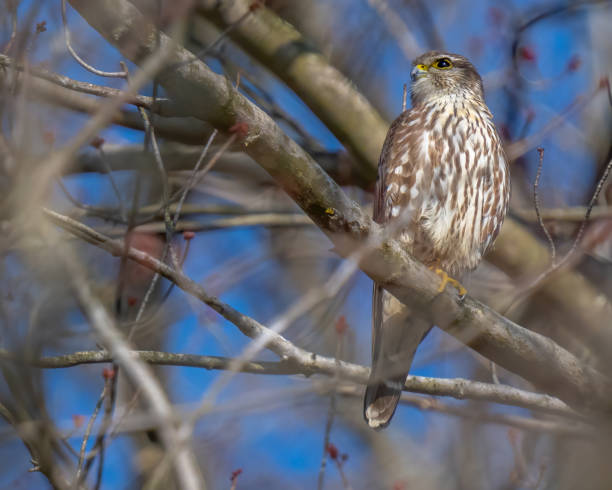istock Merlin Falcon on a branch 1305423940