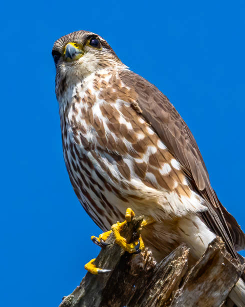 istock Merlin Falcon on a branch 1305423959