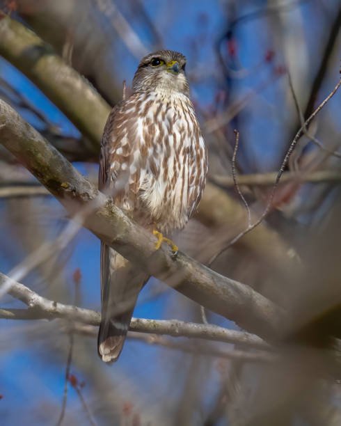 istock Merlin Falcon on a branch 1305423982