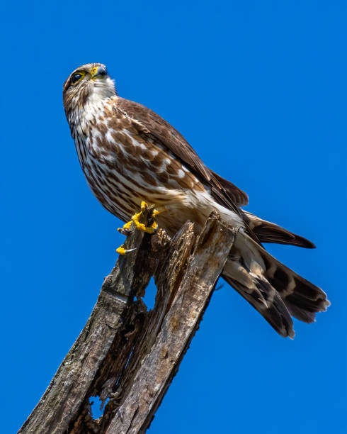 istock Merlin Falcon on a branch 1305423986