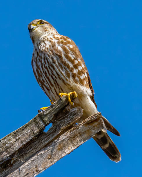 istock Merlin Falcon on a branch 1305423993