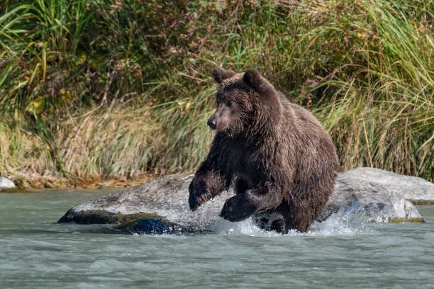 istock Brown (grizzly) bear running 10 feet to catch a salmon (fish). 1305426094