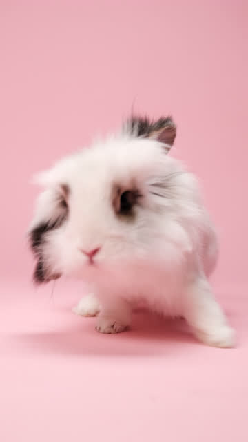 Cute domestic rabbit looking in to the camera making a funny slide on pink backdrop.