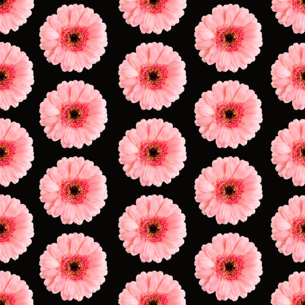 istock Seamless pattern of pink gerbera on a Black. Germini photo converted into a seamless pattern 1305432555