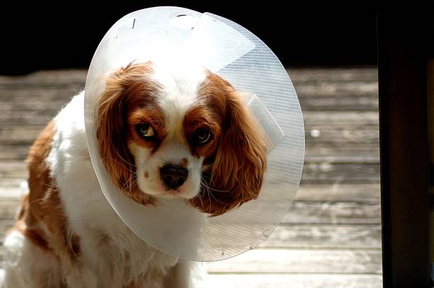 istock Cavalier King Charles Spaniel with a cone of shame. 1305433689