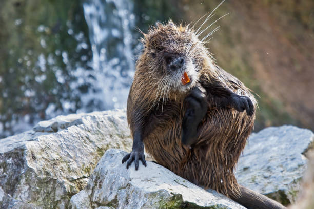 A Eurasian Beaver (Castor fiber) showing its teeth in a pond in Scotland