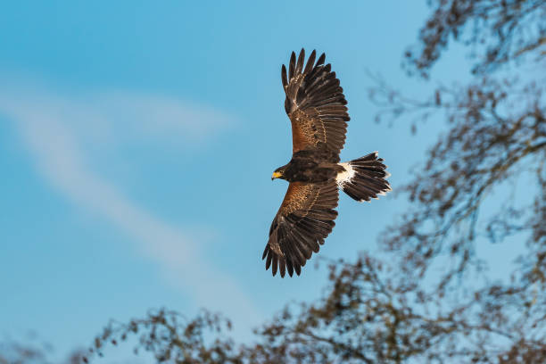 harris es hawk, parabuteo unicinctus, bay-winged hawk or dusky hawk - harris hawk hawk bird of prey bird stock-fotos und bilder