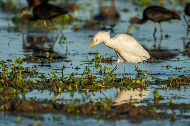 garça de gado (bubulcus ibis) ao nascer do sol em um campo de arroz em albufera do parque natural de valência, valência, espanha. - bird egret wildlife animal - fotografias e filmes do acervo