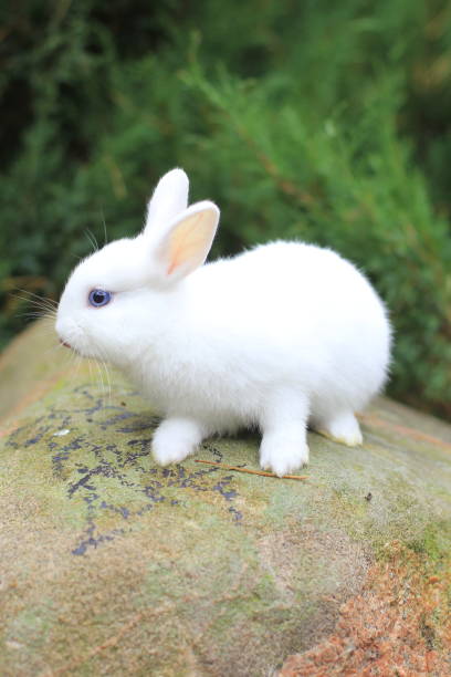 istock funny cute white rabbit with blue eyes 1305436832