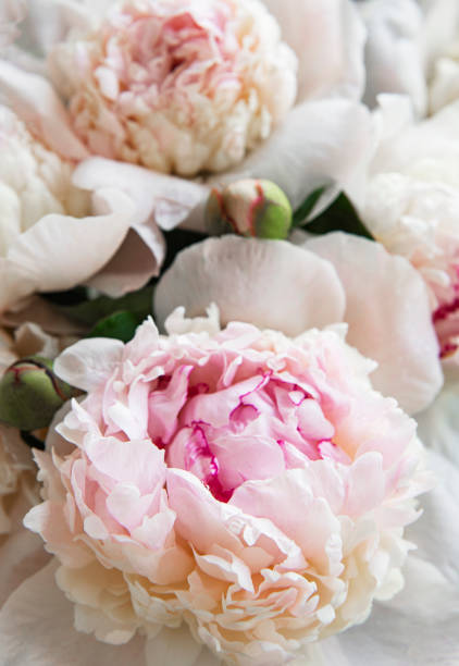 istock Peony flowers as a natural background 1305437225