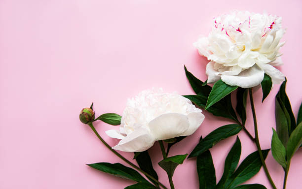 istock Peony flowers on a pink pastel background 1305437234