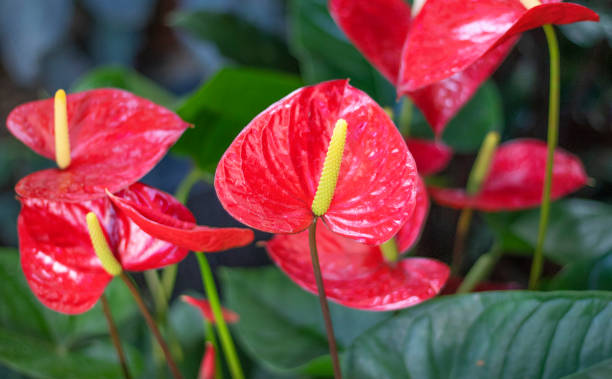 istock red flowers anthurium close up 1305438895