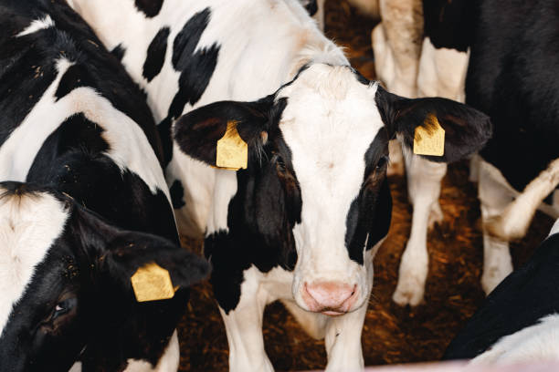 istock Black and white spotty cows on a farm 1305439248