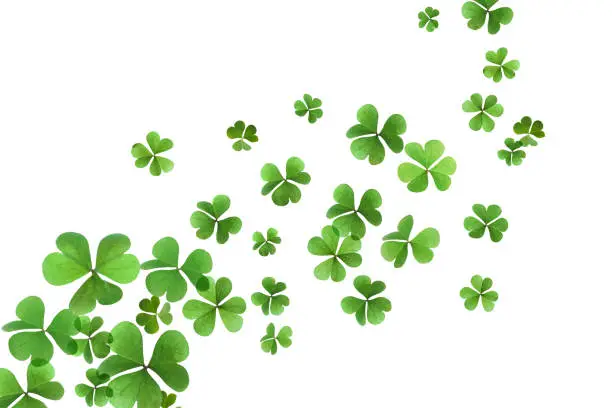 Photo of Fresh green clover leaves on white background. St. Patrick's Day