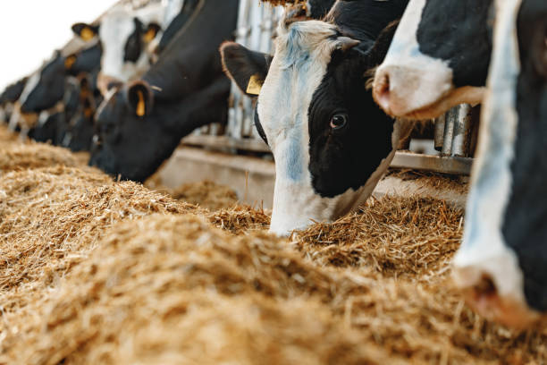 istock Cows standing in a stall and eating hay 1305442015