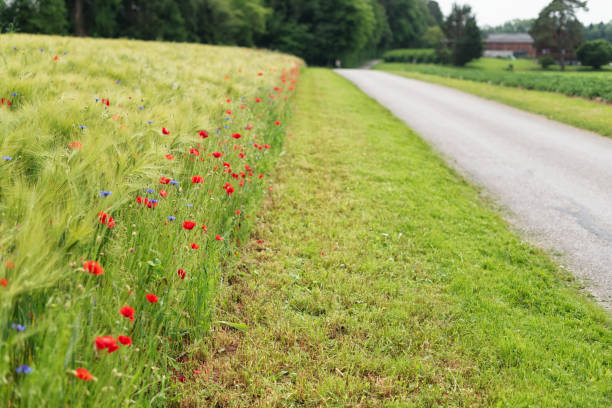 perfect example of how agriculture should look today with biodiversity in mind. poppies and cornflowers at the edge of a rye field are vital for bees and insects.