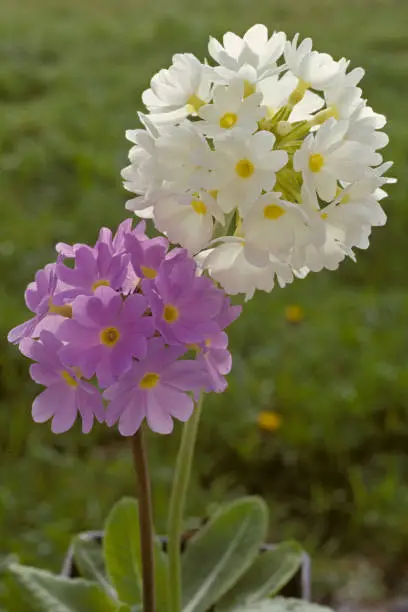 Photo of Primrose