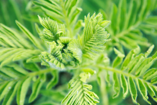 plan rapproché d’astragalus. aussi appelé vetch au lait, épine de chèvre ou de vigne. fond vert de ressort. plante sauvage. botanique - vetch photos et images de collection