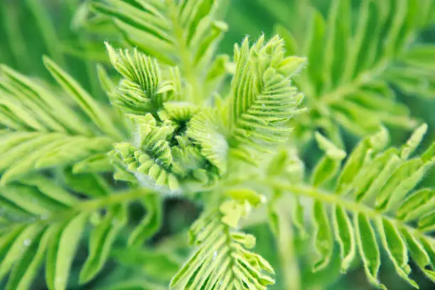 Astragalus close-up. Also called milk vetch, goat's-thorn or vine-like. Spring green background. Wild plant.