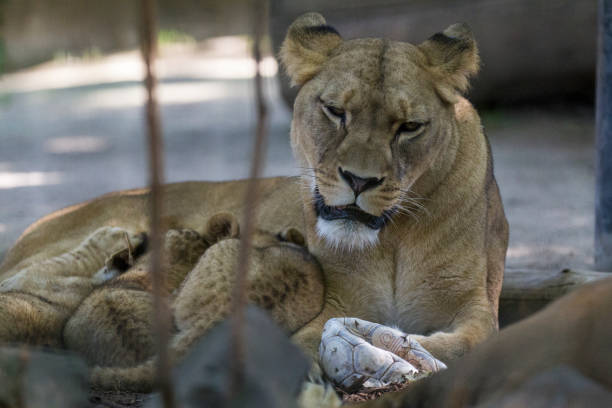 istock Mother lion with her babies 1305444194