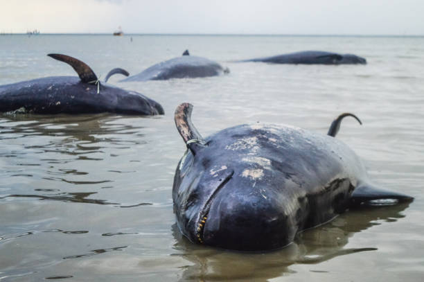 istock Dozens of Stranded Whales 1305444405