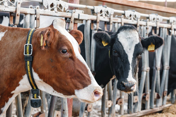 istock Head of a cow standing in a stall 1305445156