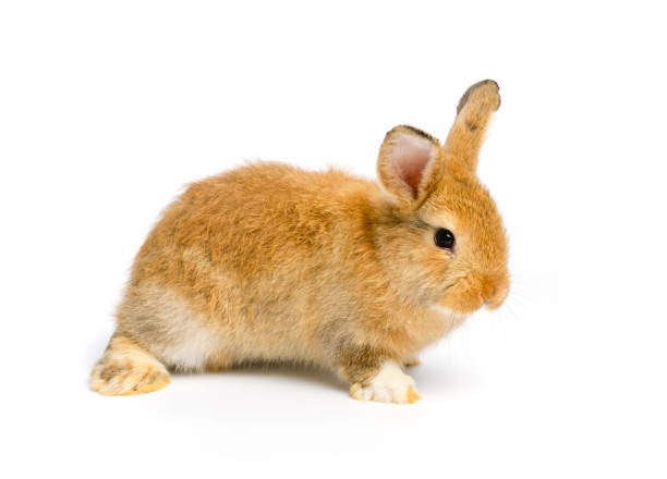 istock Brown cute bunny rabbit on white background 1305446560