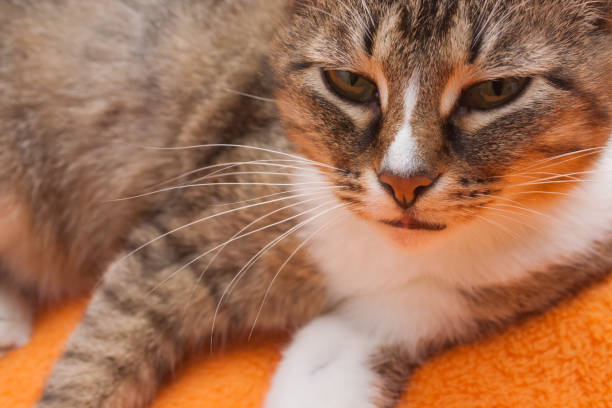 istock Tabby cat lies on orange background close up. 1305446629