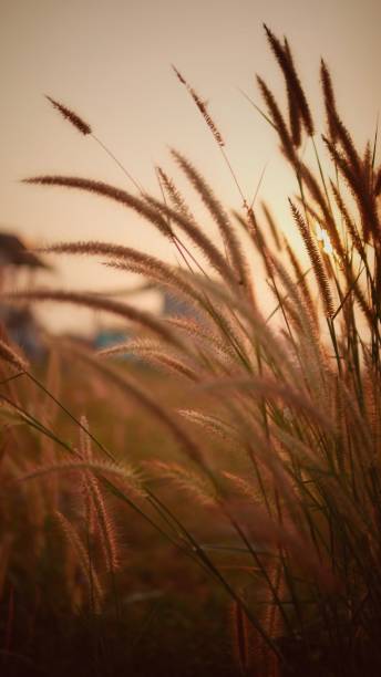 istock Cylindrica imperata, grass tares, cogon grass 1305446661