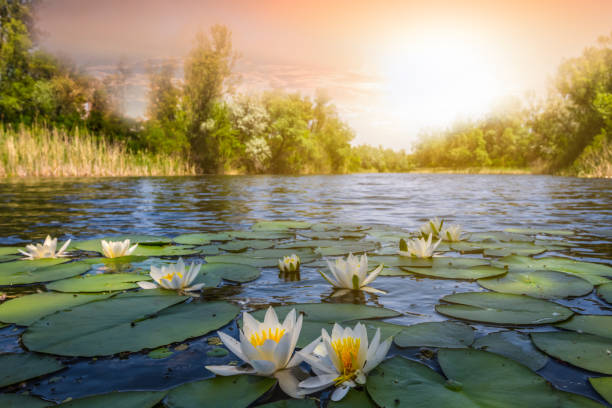 closeup white lilies floating on a water at the sunset - white water lily imagens e fotografias de stock