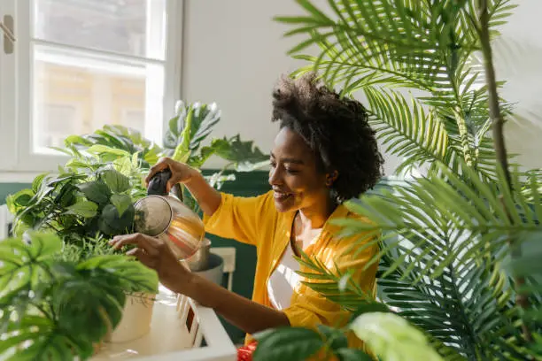 Photo of a young African American woman, taking care of her houseplants