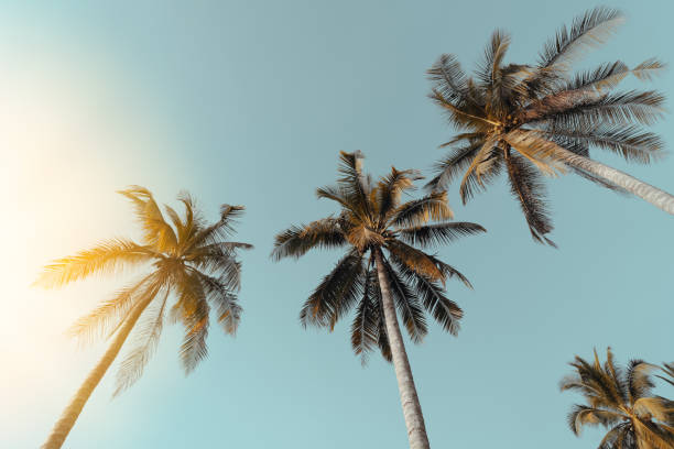 istock Tropical palm tree with sun light on sunset sky and cloud abstract background. 1305447821