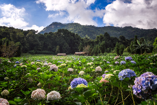 The beautiful scenery of the Hydrangea flower field at Khun Pae, Chiang Mai, Thailand.