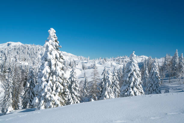 istock Frozen trees with sky as background, Slovenia 1305448720