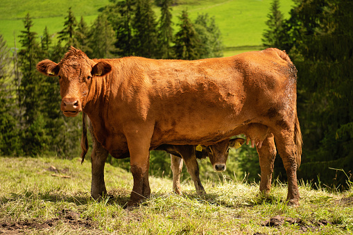 Cows in the Gruyere Region