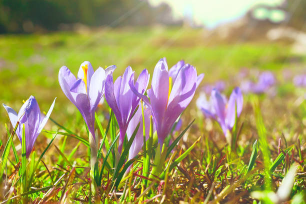 istock Blooming crocuses spring flowers and sun rays 1305449960