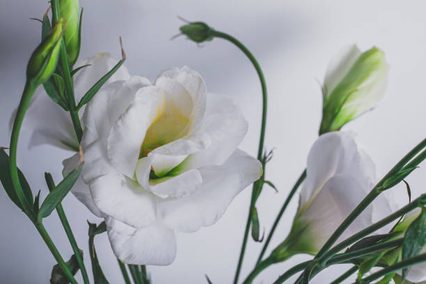 istock Moody Floral background with White flowers Eustoma or Lisianthus on blue background with copy space, floral design, selected focus 1305450053